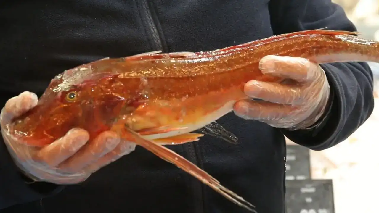 nisan-ayinda-hangi-balik-yenir-uzmandan-antalya-sofralari-icin-lezzet-rehberi