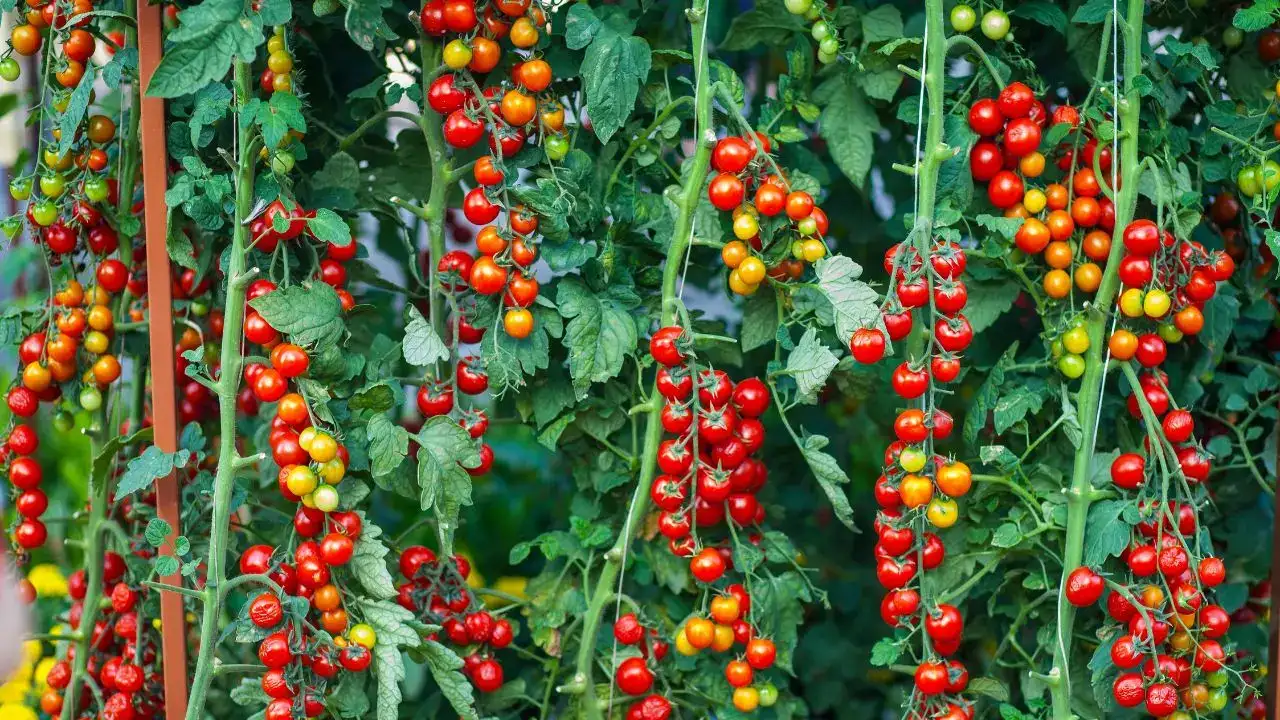 antalyanin-ceri-domatesinde-fahis-fiyat-kiskaci-kumlucadan-50-tlye-alindi-istanbulda-250-tlye-rafta