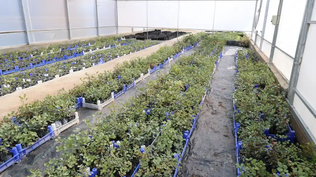 alanyanin-cografi-isaretli-urunu-icin-5-bin-fidan-dagitilacak