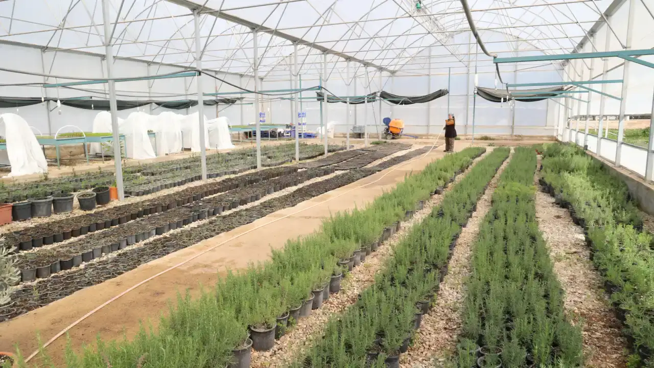 alanyanin-cografi-isaretli-urunu-icin-5-bin-fidan-dagitilacak