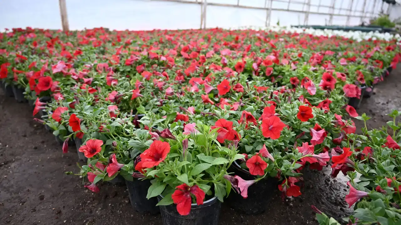 kemer-yaz-sezonuna-petunyalarla-merhaba-diyor