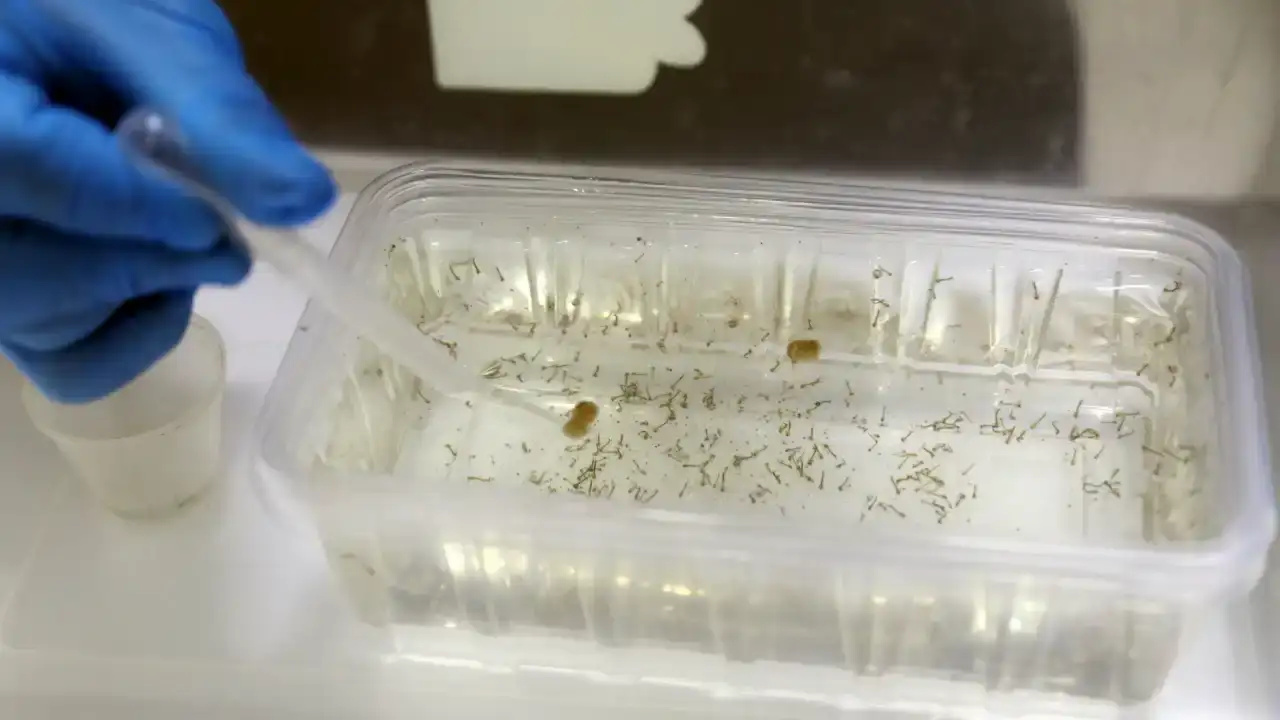 antalyada-yogun-yagislar-sivrisinek-tehdidini-artirdi