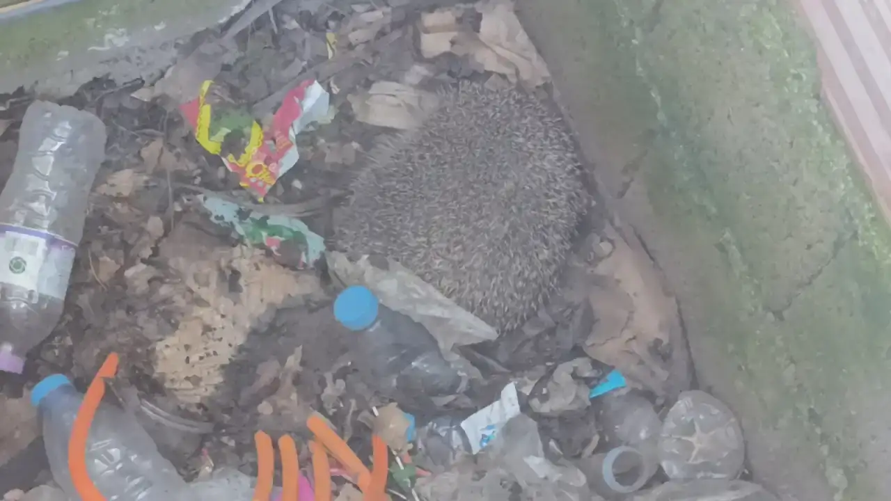 manavgatta-itfaiyenin-sefkat-eli-once-serce-sonra-kirpilere-uzandi