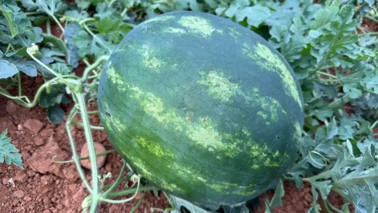 antalyada-yaz-erken-geldi-karpuzun-tezgaha-inecegi-tarih-belli-oldu