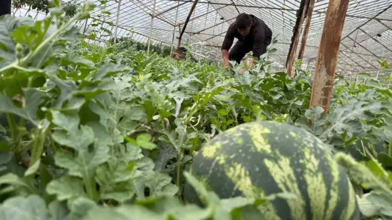 antalyada-yaz-erken-geldi-karpuzun-tezgaha-inecegi-tarih-belli-oldu