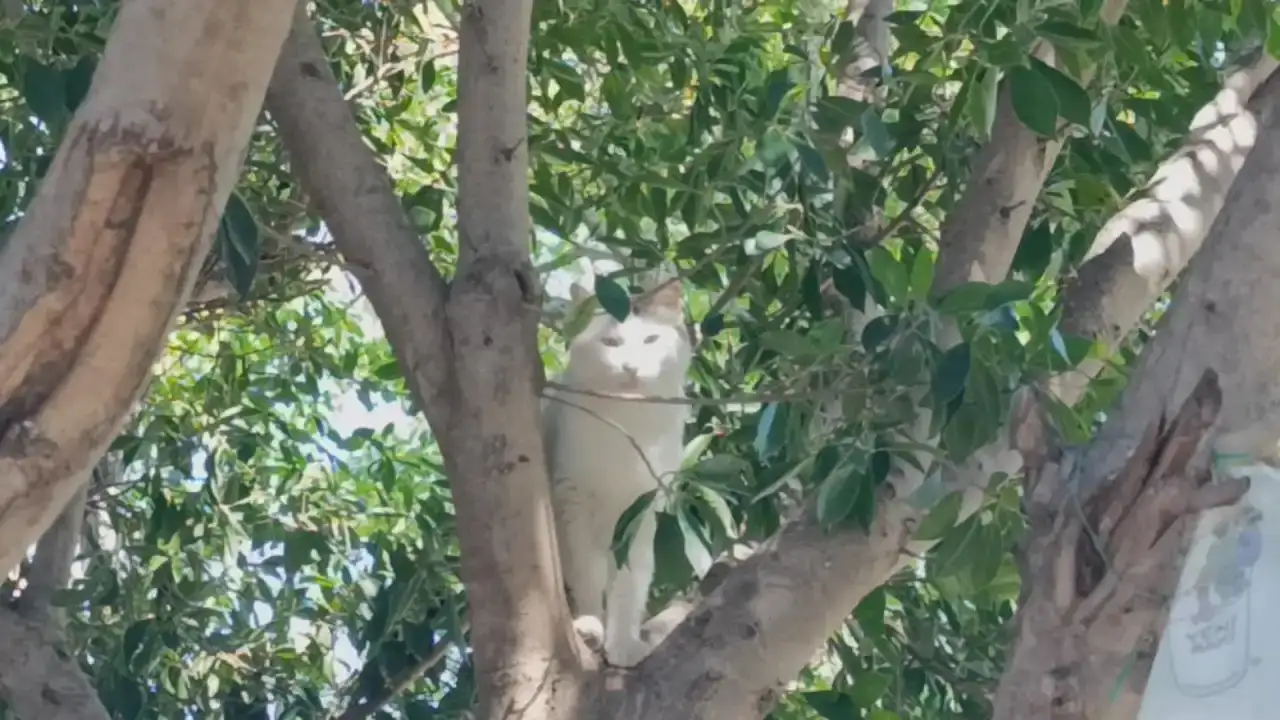 manavgat-irmagi-kenarinda-yuruyus-kabusa-dondu-kopegine-basibos-kopek-saldirdi