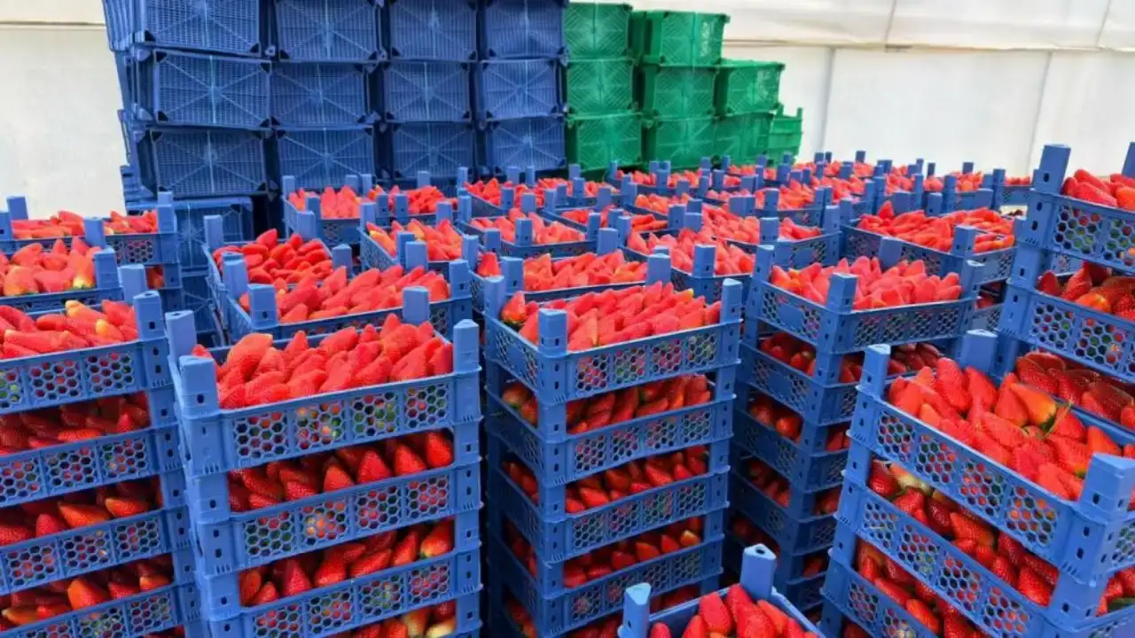 serikte-kurdugu-modern-tarim-tesisiyle-urettigi-urunleri-dunyaya-satiyor