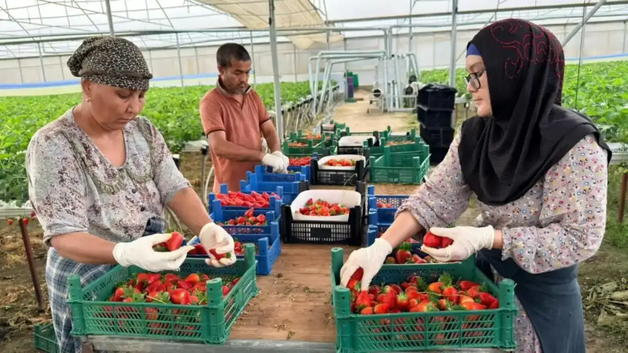 serikte-kurdugu-modern-tarim-tesisiyle-urettigi-urunleri-dunyaya-satiyor