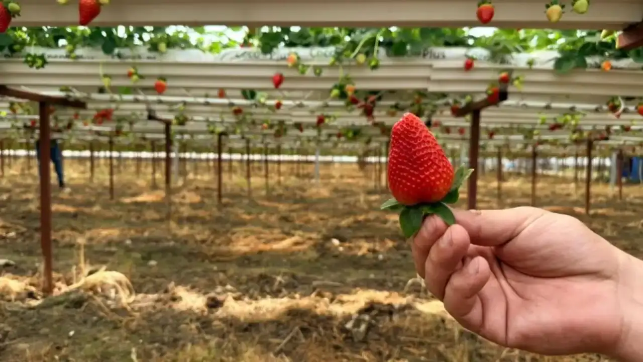 serikte-kurdugu-modern-tarim-tesisiyle-urettigi-urunleri-dunyaya-satiyor