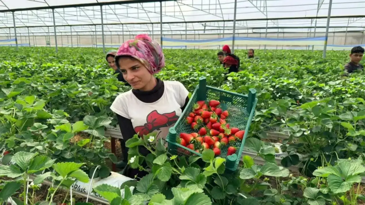 serikte-kurdugu-modern-tarim-tesisiyle-urettigi-urunleri-dunyaya-satiyor