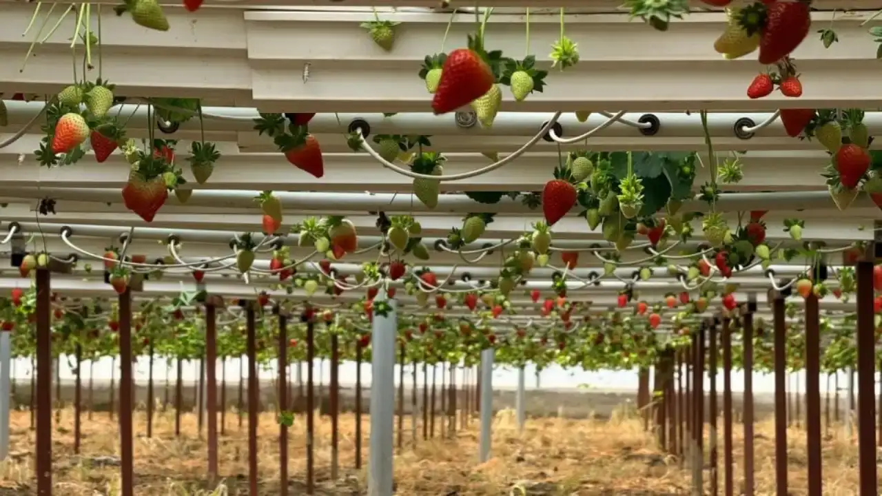 serikte-kurdugu-modern-tarim-tesisiyle-urettigi-urunleri-dunyaya-satiyor