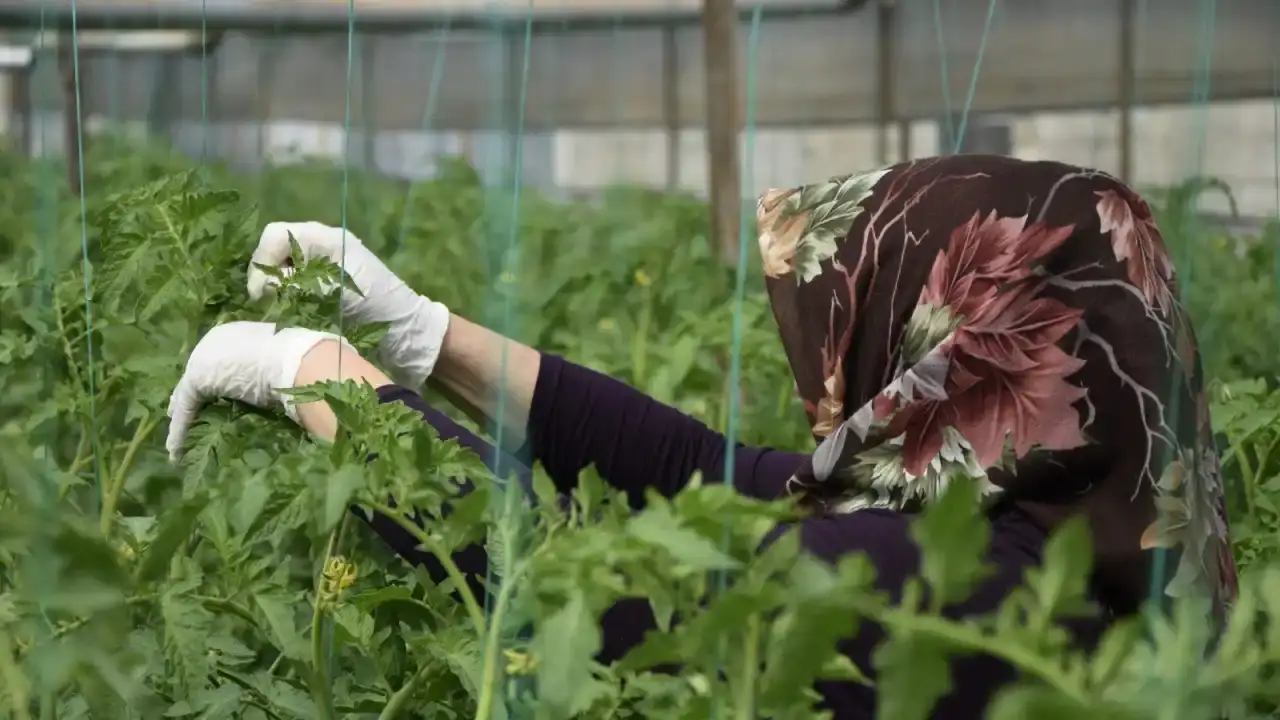 aksuda-370-bin-tonluk-rekoltede-kadin-imzasi