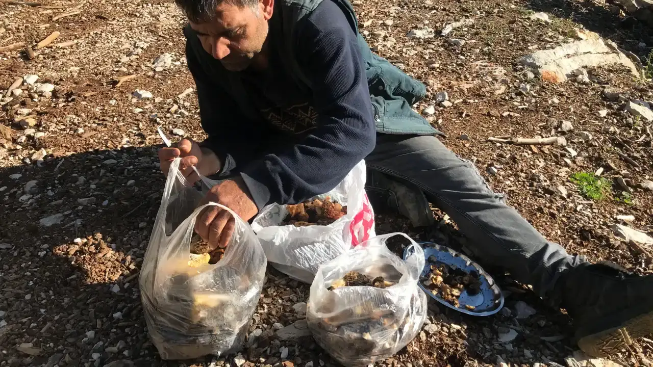 antalyada-toplaniyor-kilosu-bin-500den-satiliyor