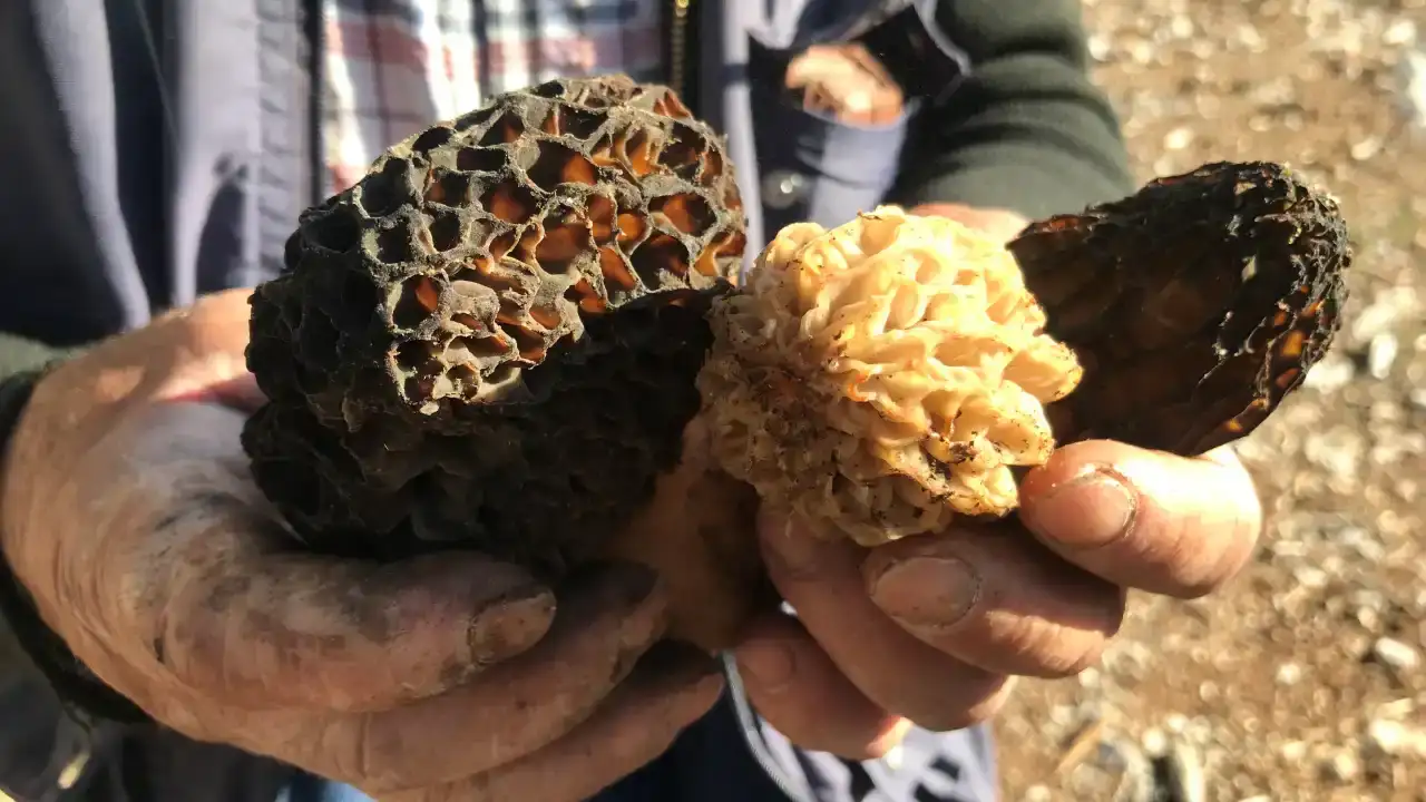 antalyada-toplaniyor-kilosu-bin-500den-satiliyor