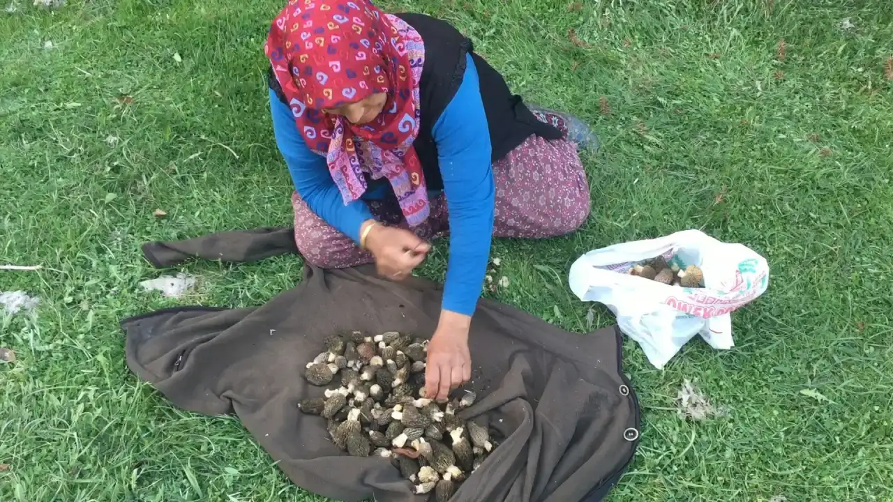 antalyada-toplaniyor-kilosu-bin-500den-satiliyor