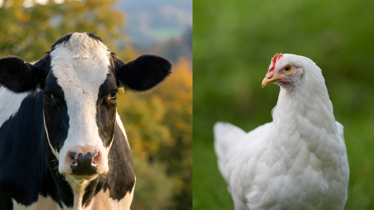 tuik-subat-verilerini-acikladi-yumurta-uretimi-ve-sut-uretiminde-son-durum-ne