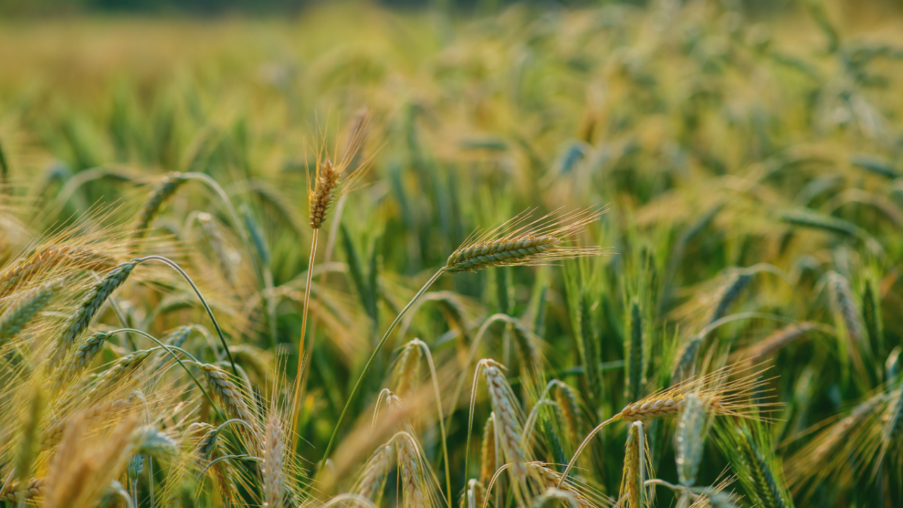 ekonomide-sicak-dakikalar-tuik-mart-verilerini-duyurdu