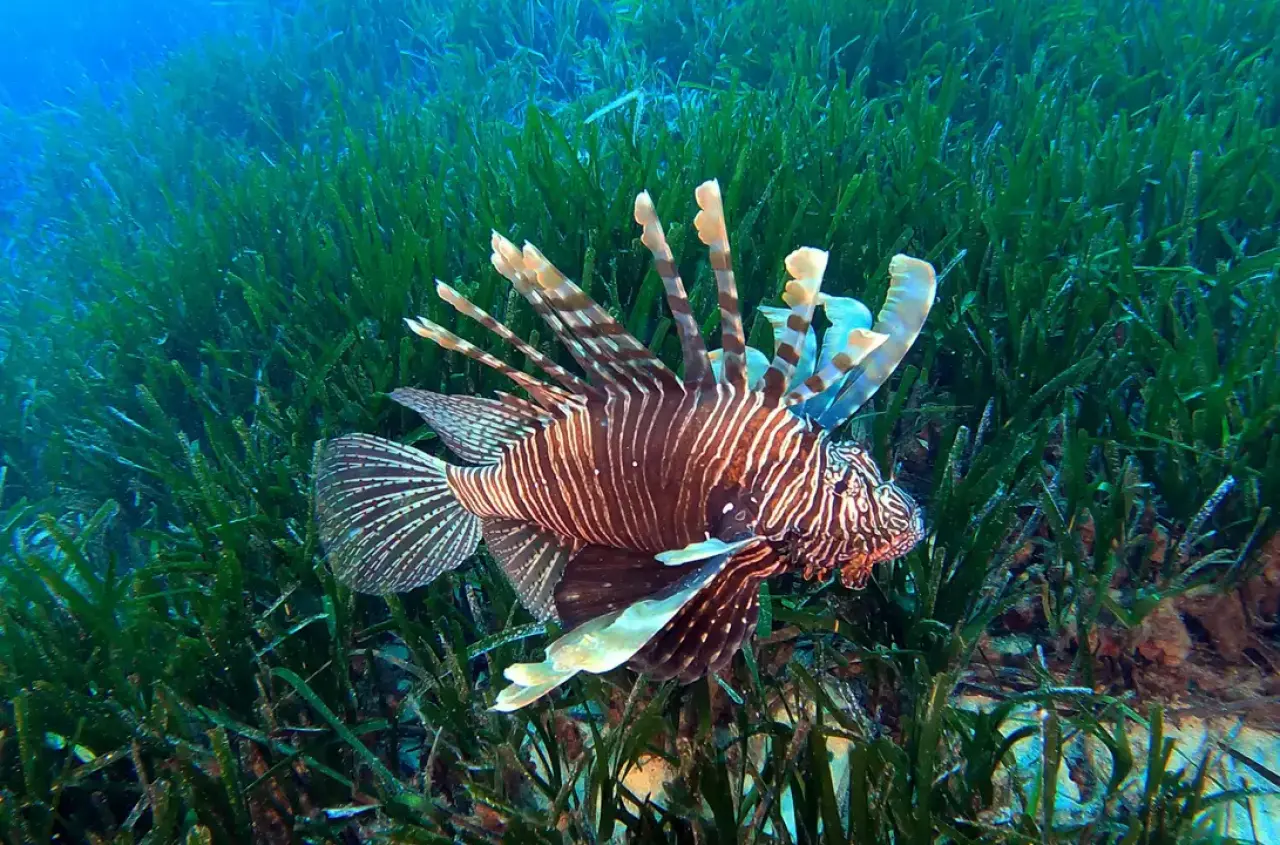 Akdeniz Açık Büfeye Dönüştü 6