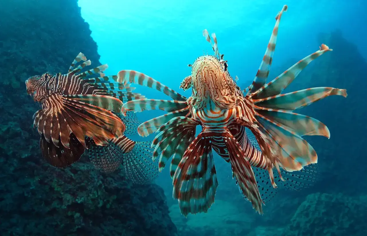 Akdeniz Açık Büfeye Dönüştü 3