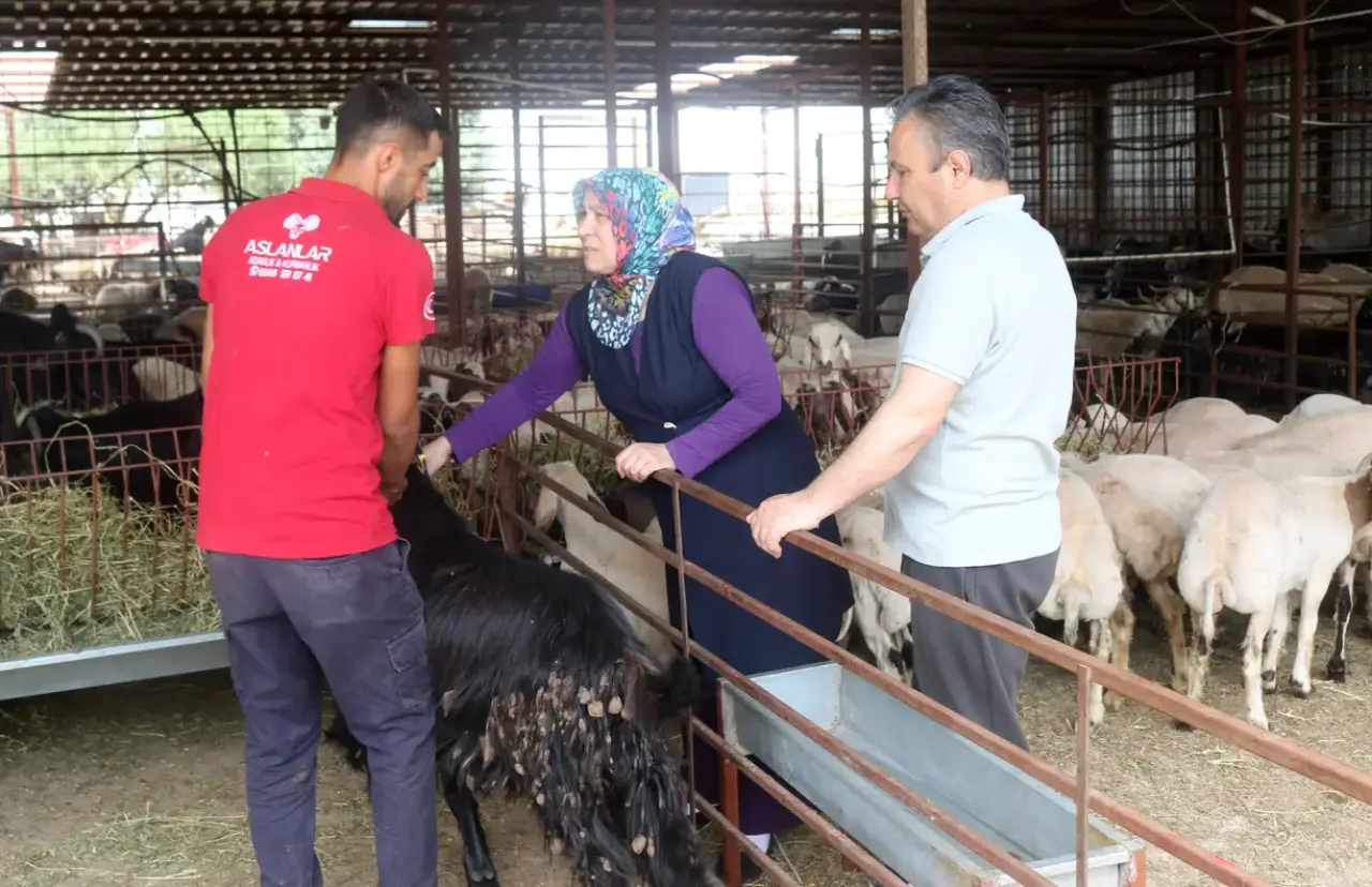 Antalya Kurban Pazarlarında Son Fiyatlar 9