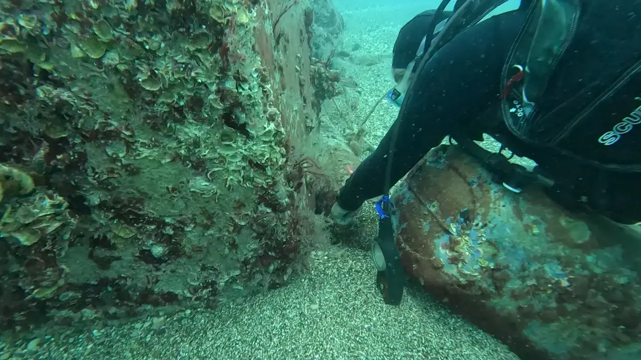 Antalya'da Anne Ahtapotun Fedakarlığı Görüntülendi 9
