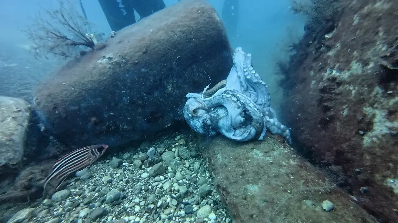 Antalya'da Anne Ahtapotun Fedakarlığı Görüntülendi 11