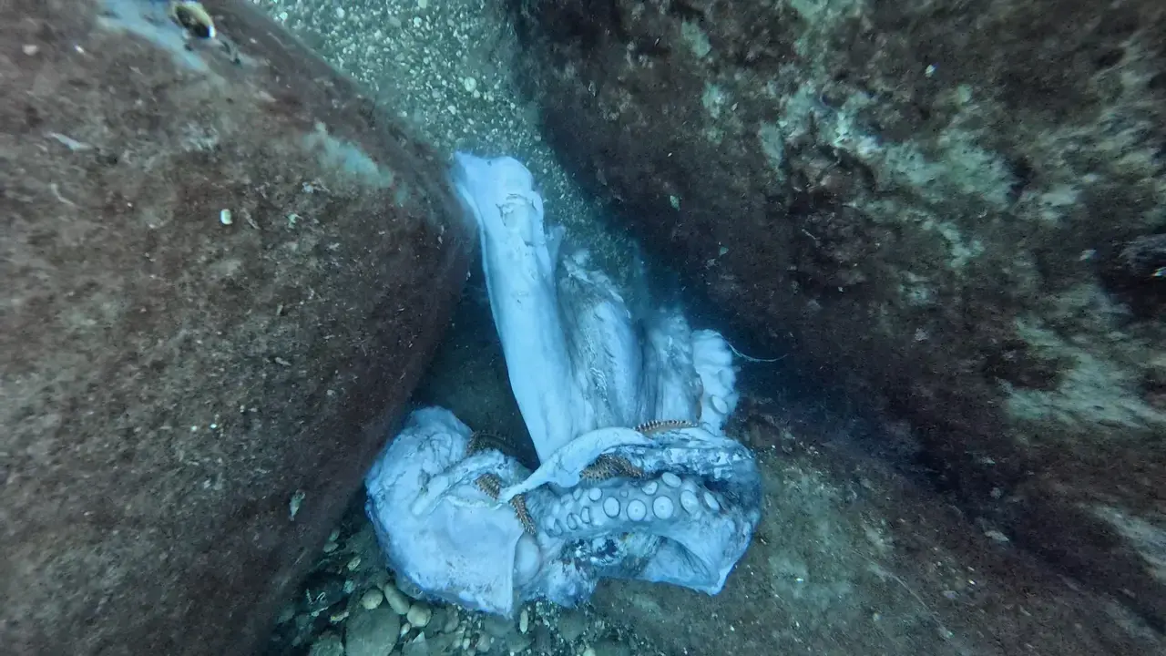 Antalya'da Anne Ahtapotun Fedakarlığı Görüntülendi 6