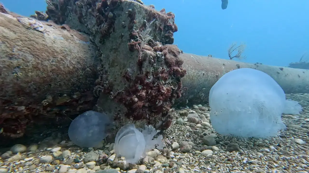 Antalya'nın Dev Misafirleri Veda Ediyor 7