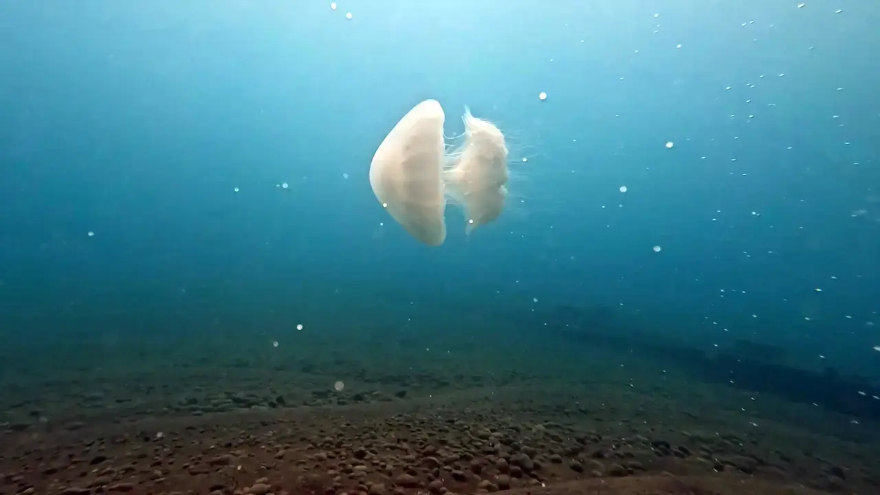 Antalya'nın Dev Misafirleri Veda Ediyor 1
