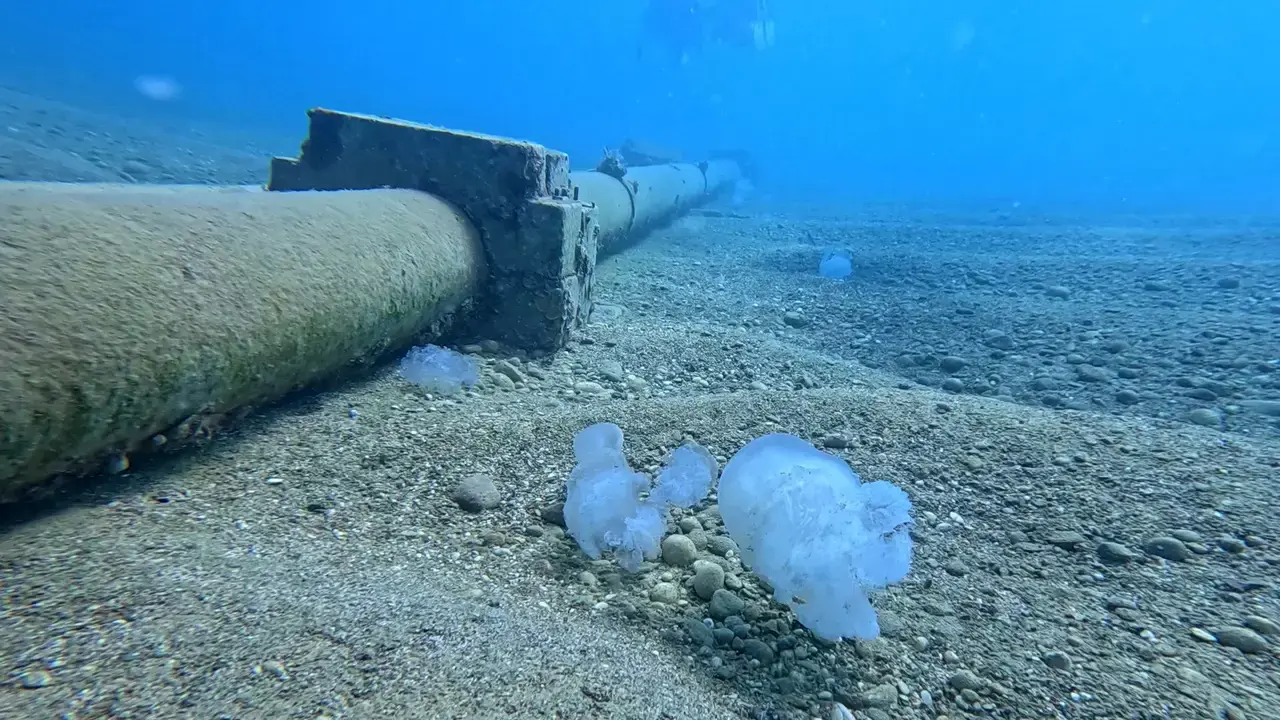 Antalya'nın Dev Misafirleri Veda Ediyor 6