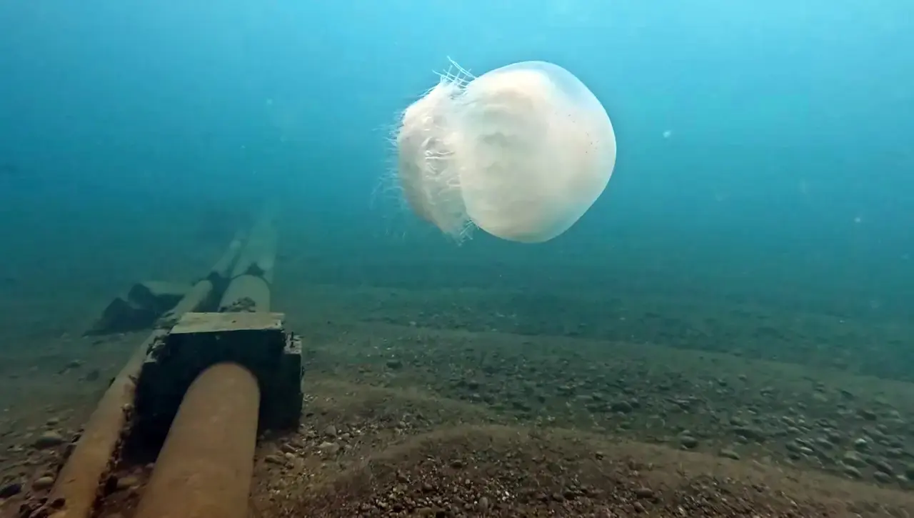 Antalya'nın Dev Misafirleri Veda Ediyor 2