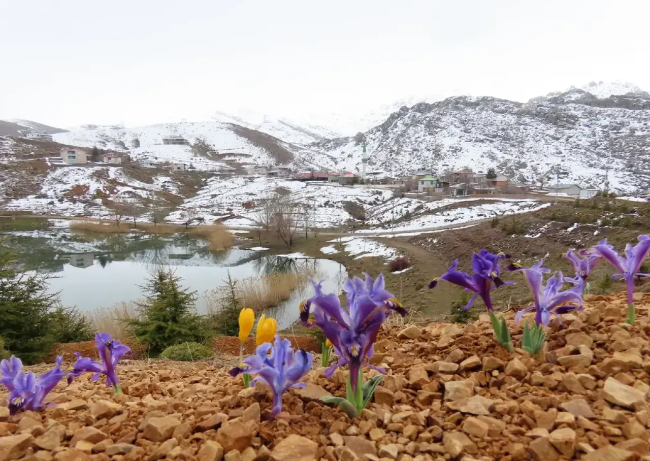 Eğrigöl Yaylası'nda Karlar Eridi, Bahar Çiçekleri Açtı! 1