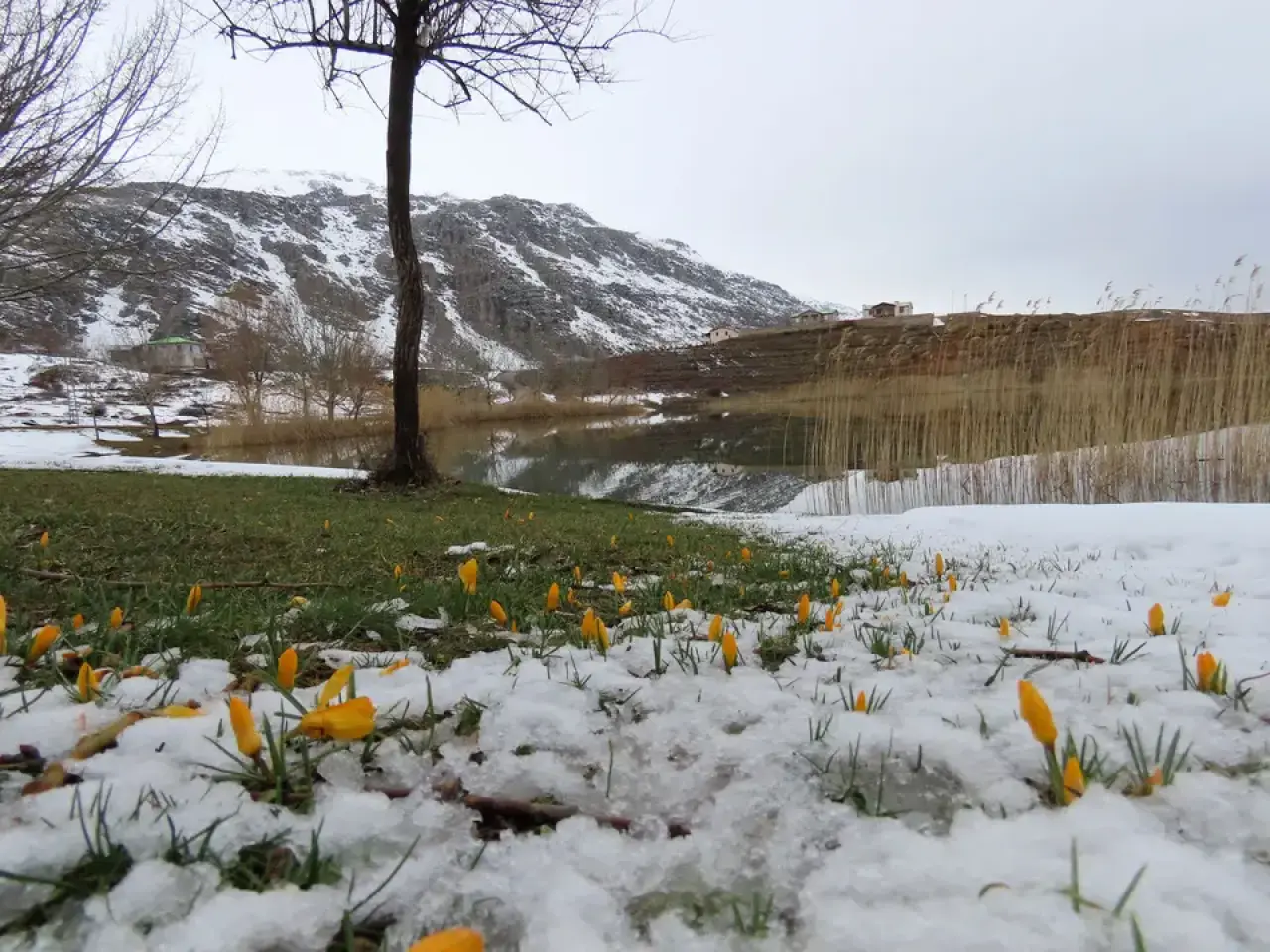 Eğrigöl Yaylası'nda Karlar Eridi, Bahar Çiçekleri Açtı! 5