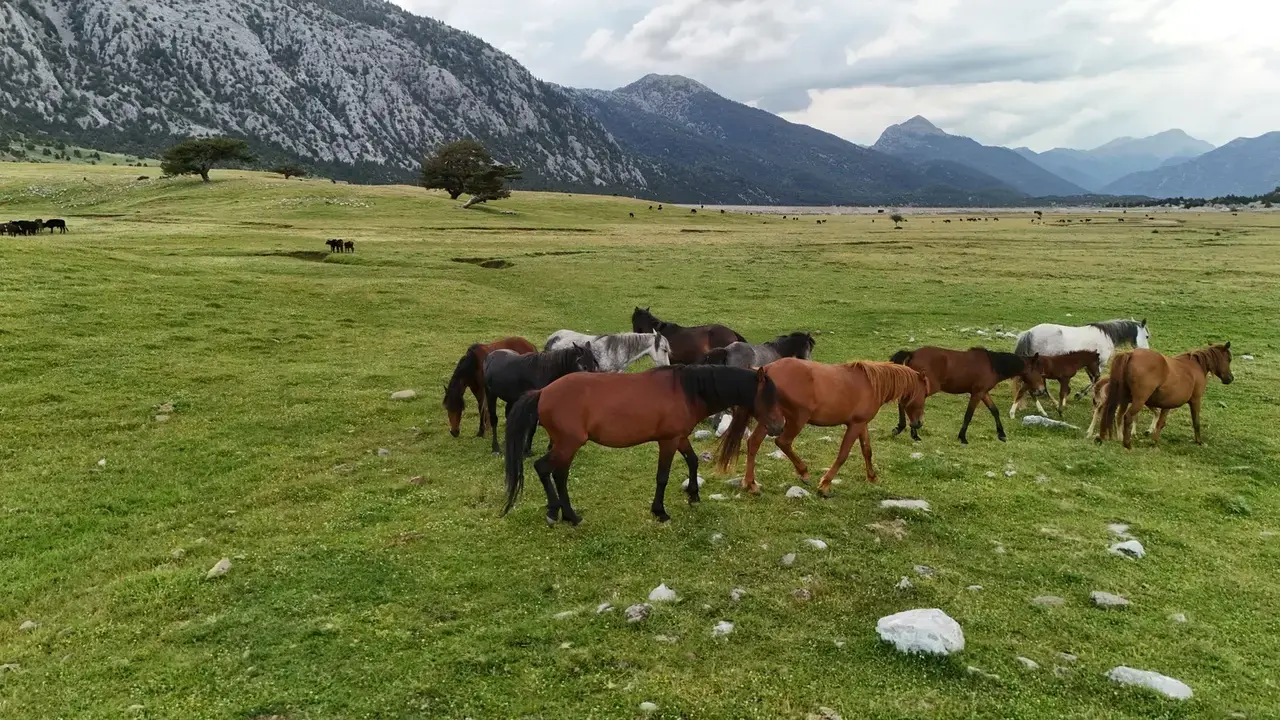 Yılkı Atları Antalya'nın Gizli Cennetinde Özgürce Koşuyor 7