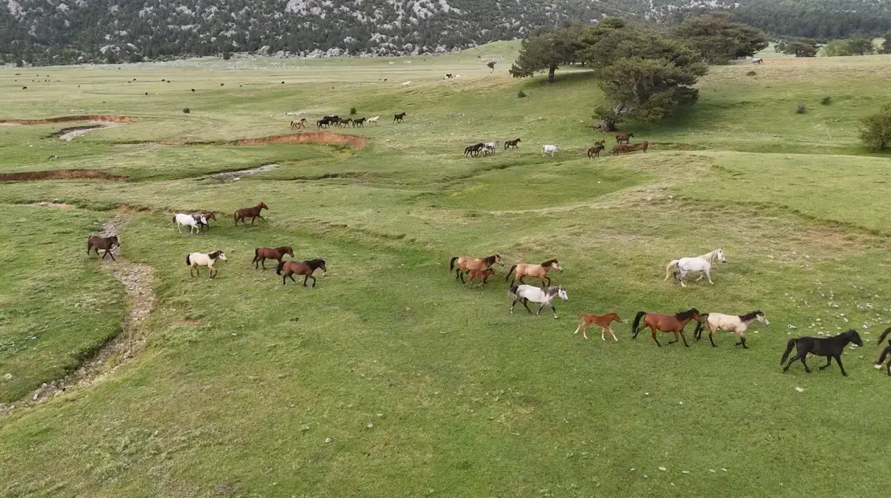 Yılkı Atları Antalya'nın Gizli Cennetinde Özgürce Koşuyor 1