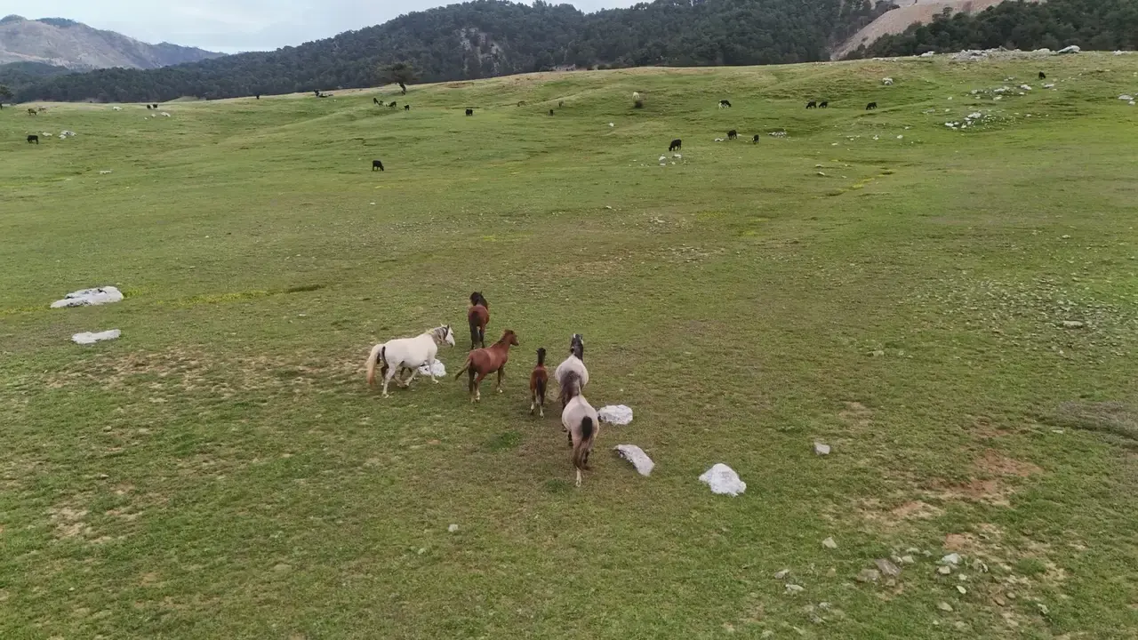 Yılkı Atları Antalya'nın Gizli Cennetinde Özgürce Koşuyor 2