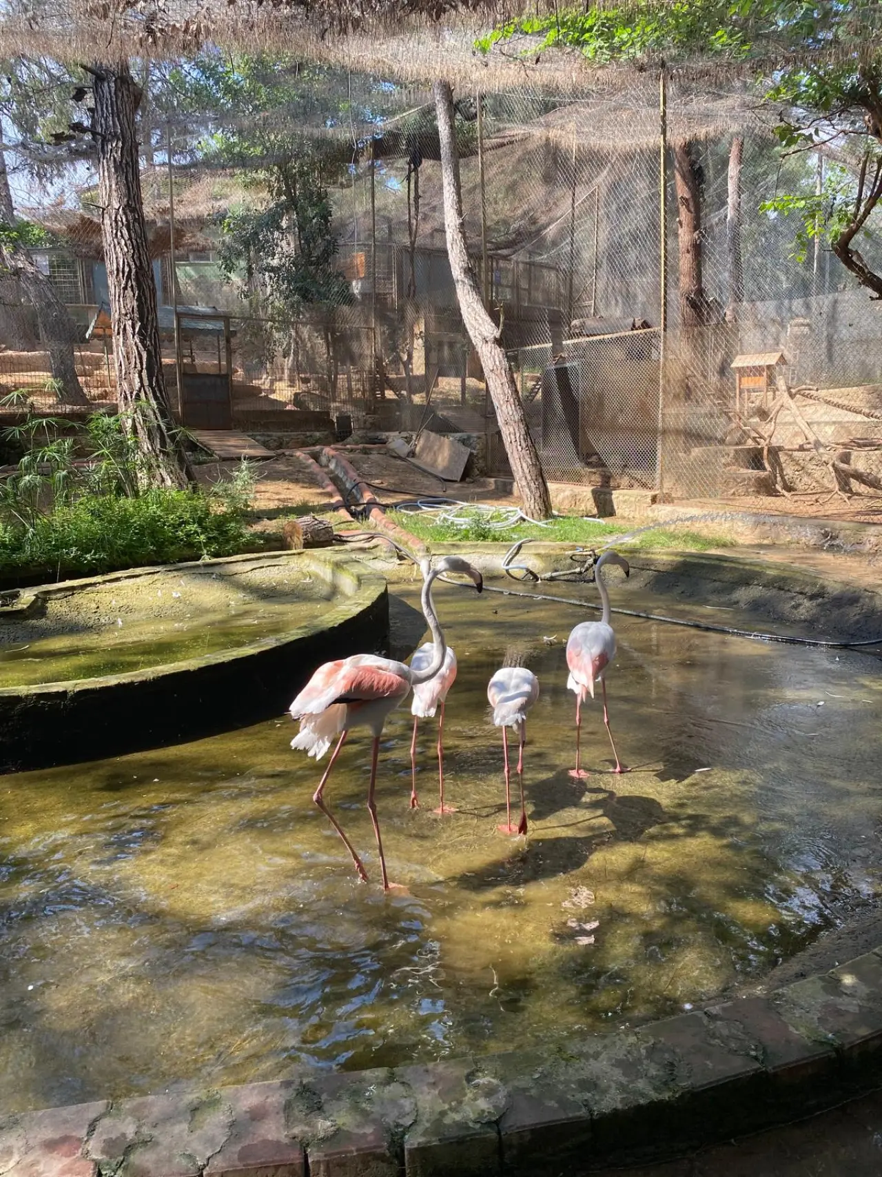 Antalya'da Flamingo Operasyonu: DKMP Ekipleri 4 Flamingoyu Kurtardı! 2