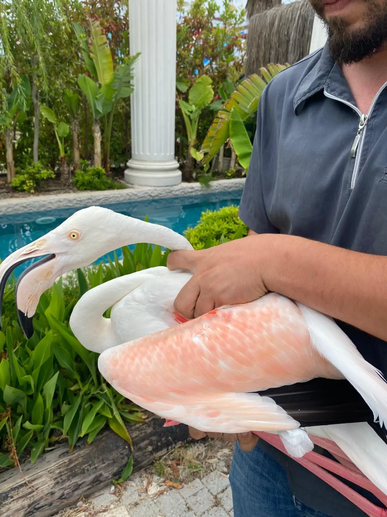 Antalya'da Flamingo Operasyonu: DKMP Ekipleri 4 Flamingoyu Kurtardı! 1