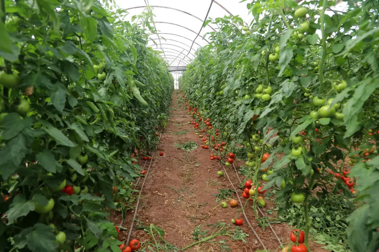 Kumluca'da Yazlık Domates Hasadı Başladı! Tarlada 20, Markette 150 Lira 7