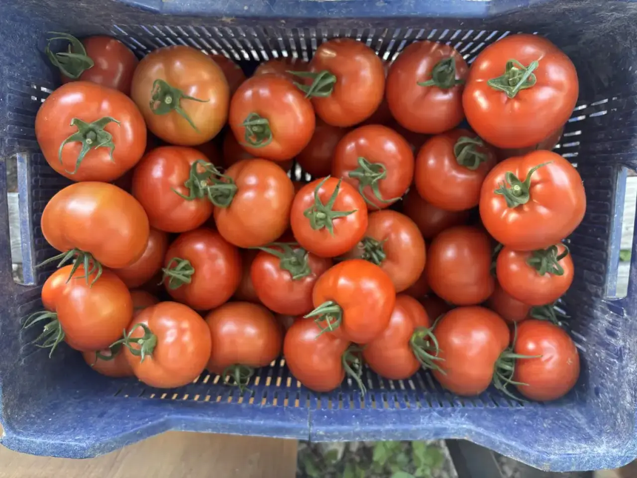 Kumluca'da Yazlık Domates Hasadı Başladı! Tarlada 20, Markette 150 Lira 1
