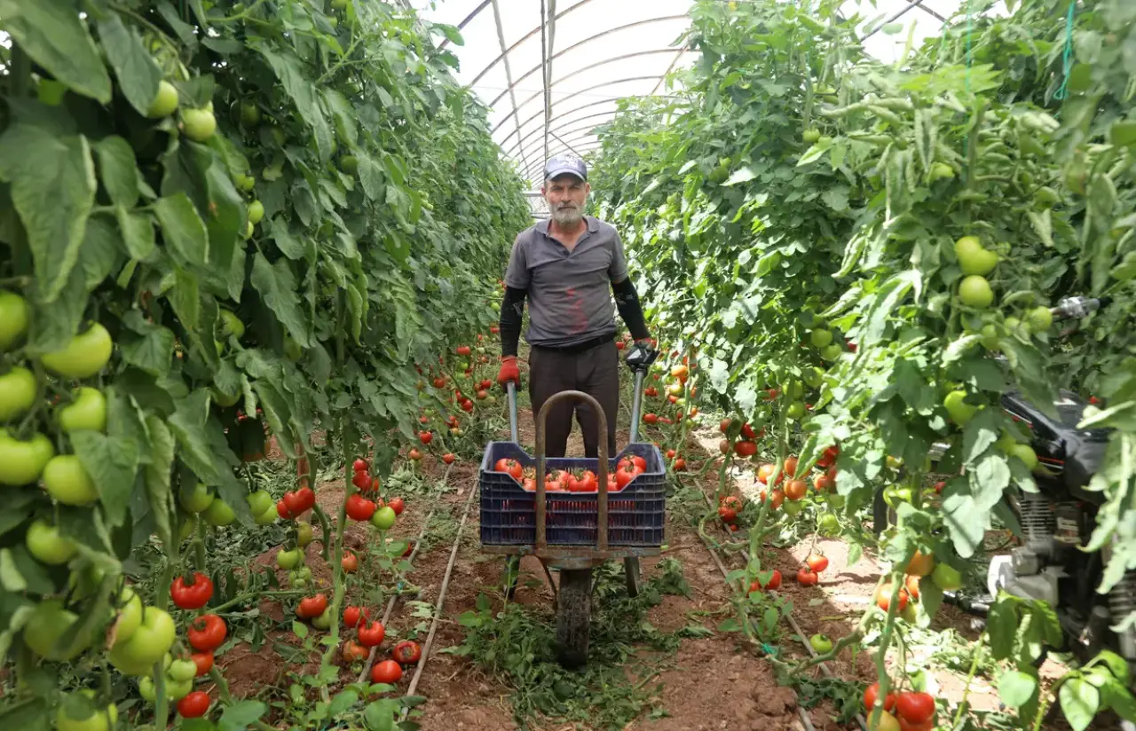 Kumluca'da Yazlık Domates Hasadı Başladı! Tarlada 20, Markette 150 Lira 6