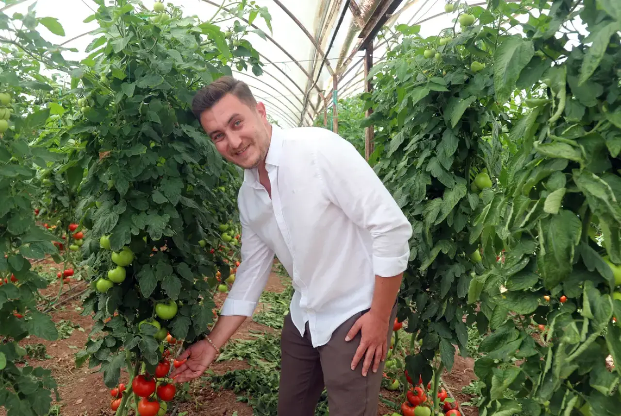Kumluca'da Yazlık Domates Hasadı Başladı! Tarlada 20, Markette 150 Lira 2