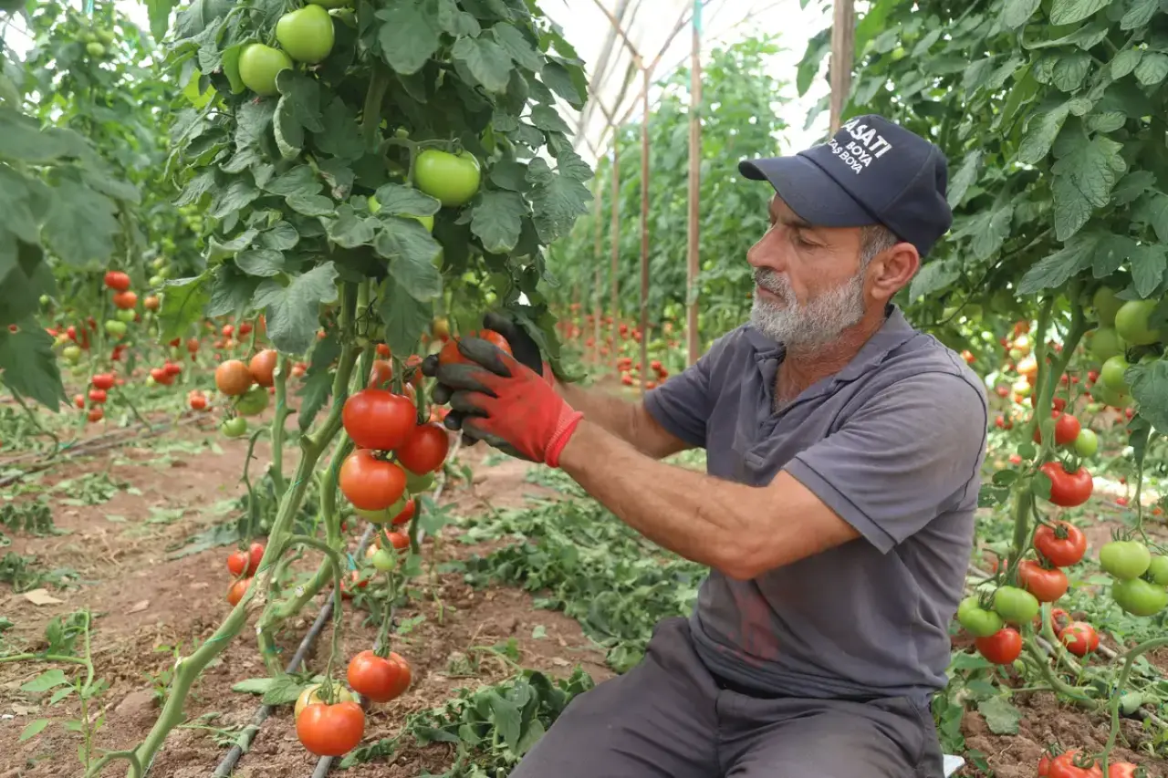Kumluca'da Yazlık Domates Hasadı Başladı! Tarlada 20, Markette 150 Lira 8