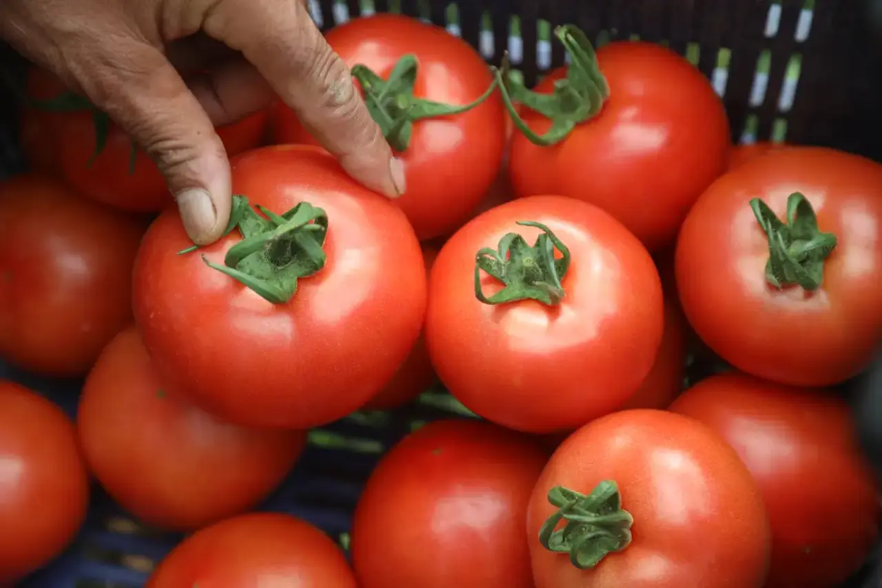 Kumluca'da Yazlık Domates Hasadı Başladı! Tarlada 20, Markette 150 Lira 3