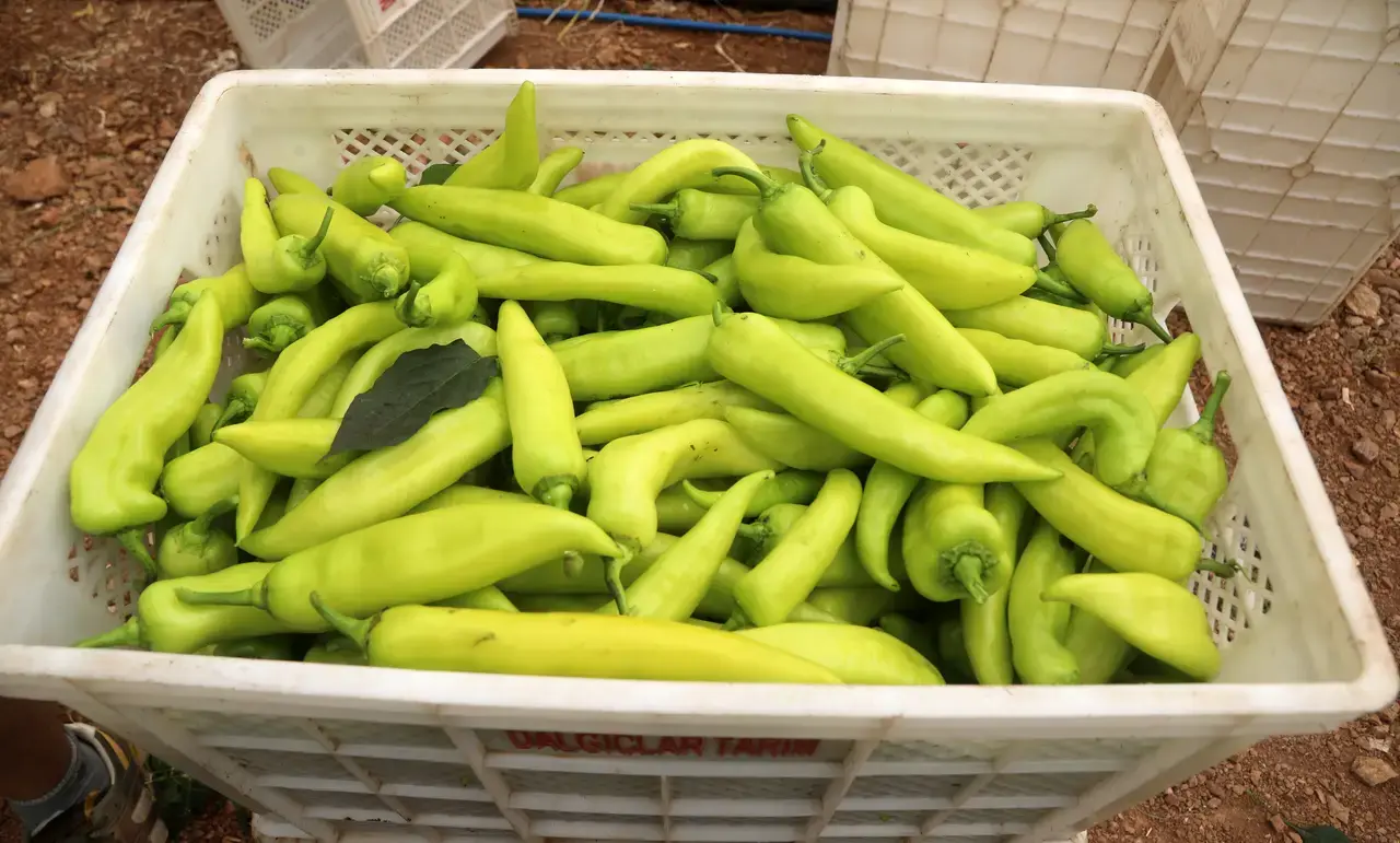 Kumluca Biberi Halde 6, Tezgahta 100 TL! 5