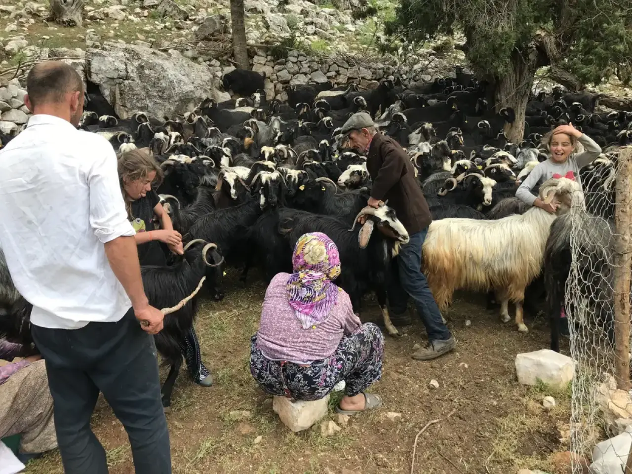 Akseki Yaylalarında Kırkım Mesaisi: Çadır ve Çul Dokunan Asırlık Miras Nasıl Değerini Yitirdi? 5