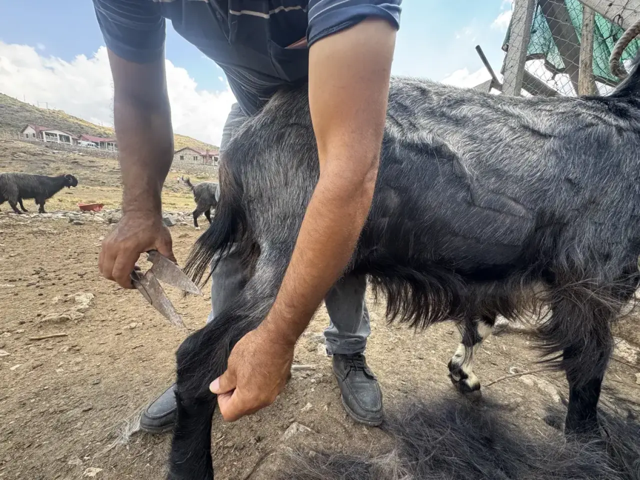 Akseki Yaylalarında Kırkım Mesaisi: Çadır ve Çul Dokunan Asırlık Miras Nasıl Değerini Yitirdi? 12