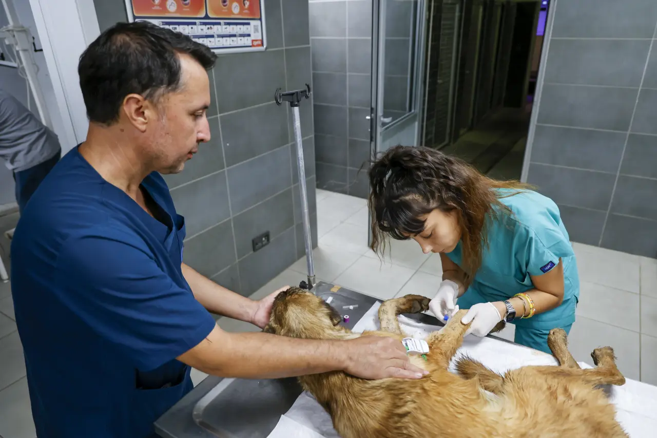 Alevlerin Arasından Kurtarıldılar: Aksu’da 105 Köpek Koruma Altına Alındı 4