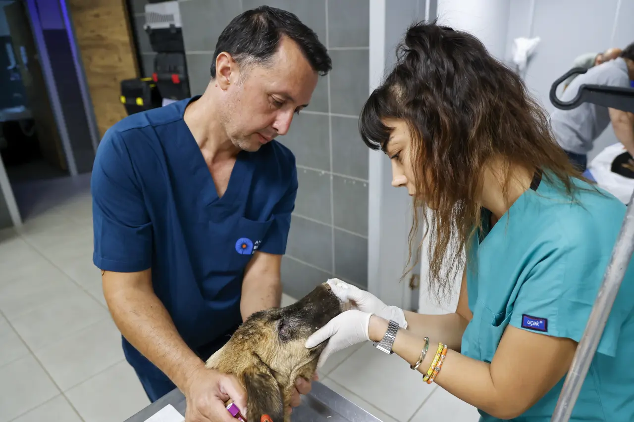 Alevlerin Arasından Kurtarıldılar: Aksu’da 105 Köpek Koruma Altına Alındı 3