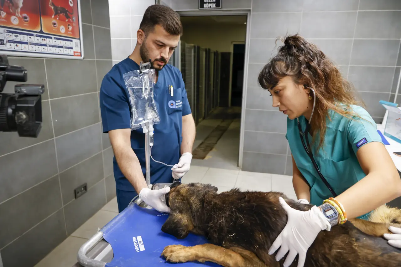 Alevlerin Arasından Kurtarıldılar: Aksu’da 105 Köpek Koruma Altına Alındı 2